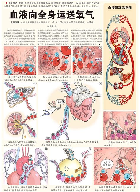 血液循环简图|人体血液循环图